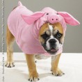 /album/photogallery/pig-dog-funny-picture-jpg/